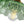 Thehouselights - Lotus Dome Glass Flower Design Pendant Light - Pendant - Green - 
